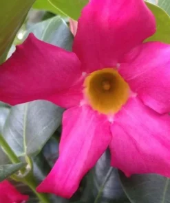 RED Riding Hood Pink Mandevilla Dipladenia - Pack of 2 - Tropical Flowering Vine Plant Brazilian Jasmine Starter