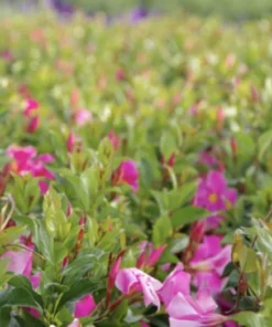 RED Riding Hood Pink Mandevilla Dipladenia - Pack of 2 - Tropical Flowering Vine Plant Brazilian Jasmine Starter