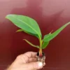 Red Cuban Banana Tree - Red Banana Strater Plant - Live Banana Tree