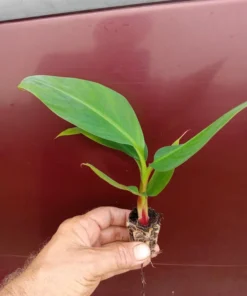 Red Cuban Banana Tree - Red Banana Strater Plant - Live Banana Tree