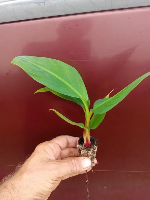 Red Cuban Banana Tree - Red Banana Strater Plant - Live Banana Tree