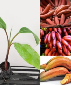 Red Cuban Banana Tree - Red Banana Strater Plant - Live Banana Tree