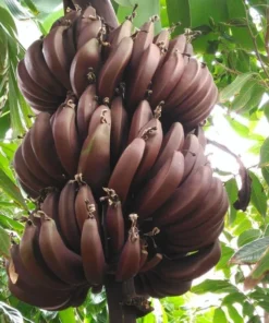 Red Cuban Banana Tree - Red Banana Strater Plant - Live Banana Tree