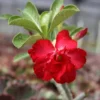 Red Desert Rose Flower - Live Starter Rose Plant - Starter Flower - Adenium Obesum