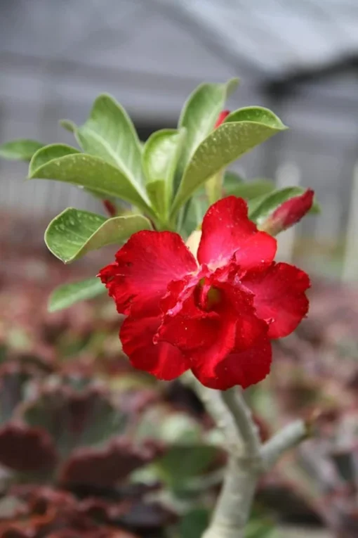 Red Desert Rose Flower - Live Starter Rose Plant - Starter Flower - Adenium Obesum