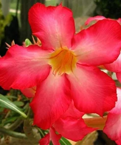 Red Desert Rose Flower - Live Starter Rose Plant - Starter Flower - Adenium Obesum