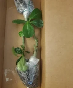 Red Desert Rose Flower - Live Starter Rose Plant - Starter Flower - Adenium Obesum