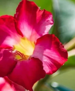 Red Desert Rose Flower - Live Starter Rose Plant - Starter Flower - Adenium Obesum
