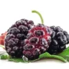 Red Mulberry Tree Live Plant - Starter Mulberry - Fruit Trees Live Plants - Morus rubra