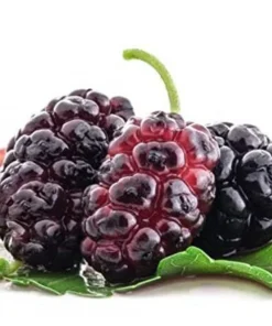 Red Mulberry Tree Live Plant - Starter Mulberry - Fruit Trees Live Plants - Morus rubra