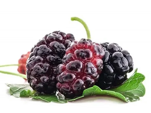 Red Mulberry Tree Live Plant - Starter Mulberry - Fruit Trees Live Plants - Morus rubra