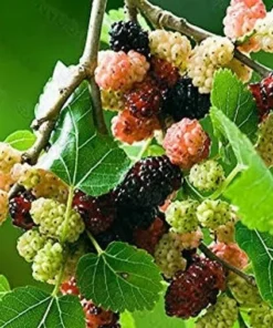 Red Mulberry Tree Live Plant - Starter Mulberry - Fruit Trees Live Plants - Morus rubra