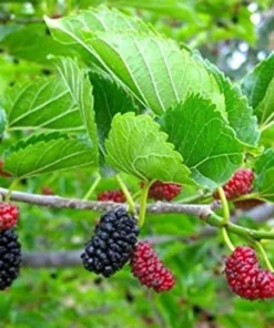 Red Mulberry Tree Live Plant - Starter Mulberry - Fruit Trees Live Plants - Morus rubra