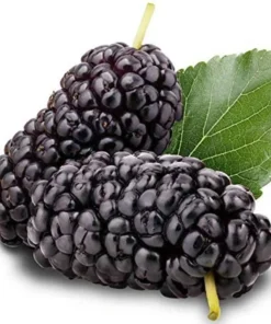 Red Mulberry Tree Live Plant - Starter Mulberry - Fruit Trees Live Plants - Morus rubra