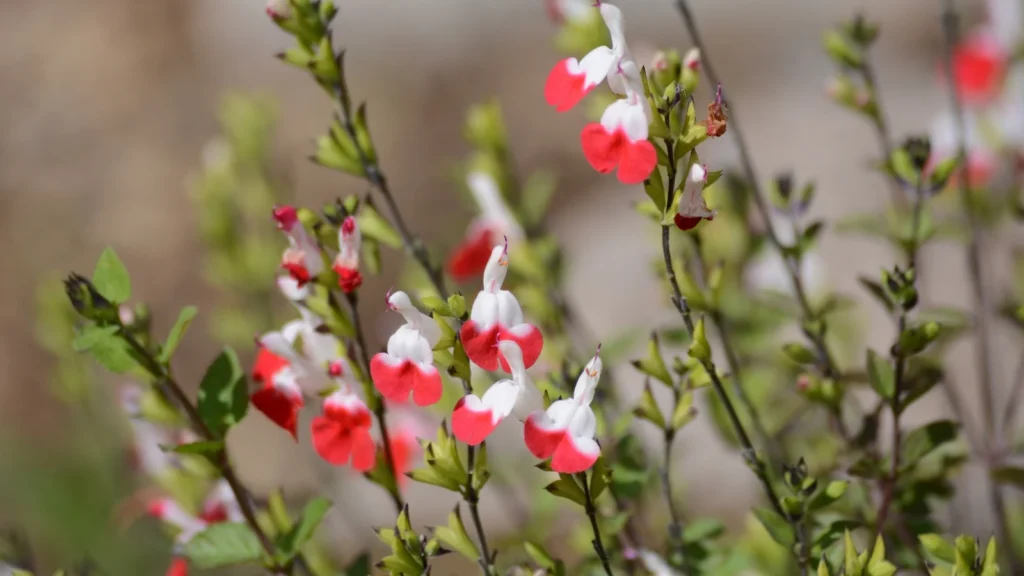 Salvia Hot Lips Companion Plants: Best Flowers to Grow Alongside This Vibrant Beauty