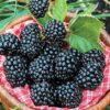 Arapaho Thornless Blackberry Plant – RARE Blackberry Starter Plant – Live Black Berry Plant 4-6 inch Plants