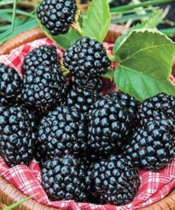 Arapaho Thornless Blackberry Plant – RARE Blackberry Starter Plant – Live Black Berry Plant 4-6 inch Plants