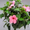 Seminole Pink Hibiscus Plant - 2 Starter Live Plants 5 Inch Tall - Pink Hibiscus Flower Plant Tropical Houseplant