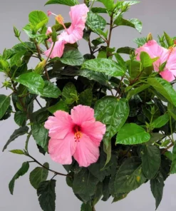 Seminole Pink Hibiscus Plant - 2 Starter Live Plants 5 Inch Tall - Pink Hibiscus Flower Plant Tropical Houseplant