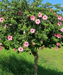 Seminole Pink Hibiscus Plant - 2 Starter Live Plants 5 Inch Tall - Pink Hibiscus Flower Plant Tropical Houseplant