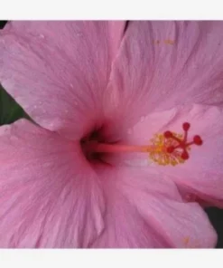 Seminole Pink Hibiscus Plant - 2 Starter Live Plants 5 Inch Tall - Pink Hibiscus Flower Plant Tropical Houseplant