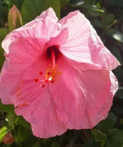 Seminole Pink Hibiscus Plant - 2 Starter Live Plants 5 Inch Tall - Pink Hibiscus Flower Plant Tropical Houseplant