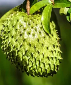 Soursop Live Plant - 12