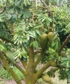 Soursop Live Plant - 12" Tall in 4" Pot - Potted Plant Guanabana Annona Muricata Fruit Tree