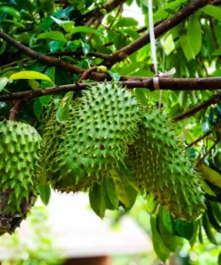 Soursop Live Plant - 12