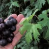 Southern Home Muscadine Grape Vine - Hybrid Fruit Plant