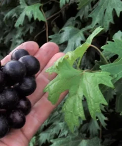 Southern Home Muscadine Grape Vine - Hybrid Fruit Plant