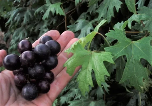 Southern Home Muscadine Grape Vine - Hybrid Fruit Plant