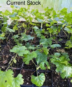 Southern Home Muscadine Grape Vine - Hybrid Fruit Plant