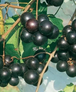 Southern Home Muscadine Grape Vine - Hybrid Fruit Plant
