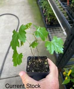 Southern Home Muscadine Grape Vine - Hybrid Fruit Plant