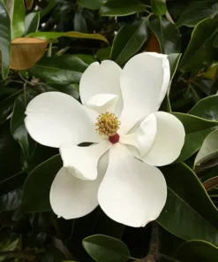 Southern Magnolia Tree - Magnolia Grandiflora - Live Plant - 7 inch Height