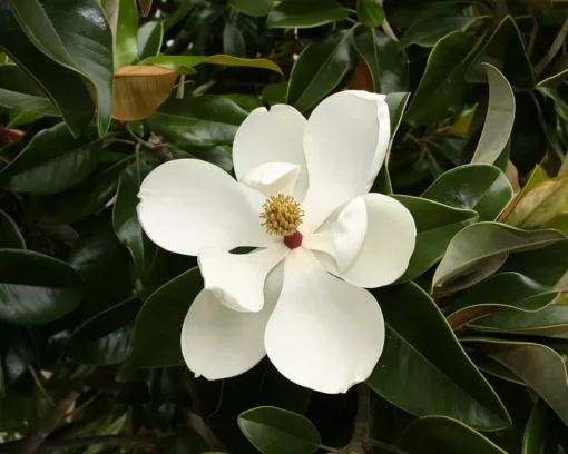 Southern Magnolia Tree - Magnolia Grandiflora - Live Plant - 7 inch Height