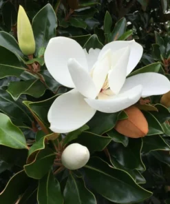 Southern Magnolia Tree - Magnolia Grandiflora - Live Plant - 7 inch Height