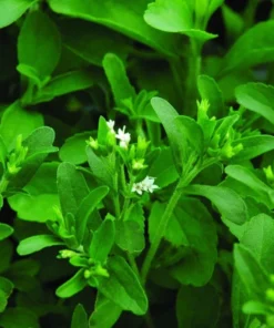 Stevia Live Plants - (Pack of 3) Live Stevia Starter Plant - Planta Stevia - Stevia Plants Live