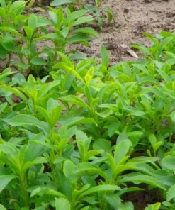 Stevia Live Plants - (Pack of 3) Live Stevia Starter Plant - Planta Stevia - Stevia Plants Live
