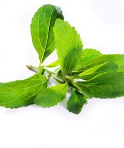 Stevia Live Plants - (Pack of 3) Live Stevia Starter Plant - Planta Stevia - Stevia Plants Live