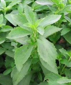 Stevia Live Plants - (Pack of 3) Live Stevia Starter Plant - Planta Stevia - Stevia Plants Live