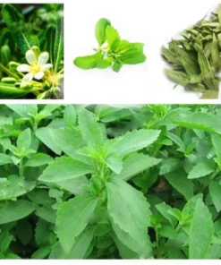 Stevia Live Plants - (Pack of 3) Live Stevia Starter Plant - Planta Stevia - Stevia Plants Live