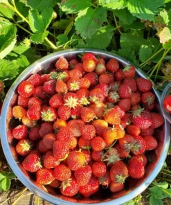 Strawberry Plant - Old North Sea Strawberry - Heirloom Sweet Strawberry - Strawberry Plants Live For Planting - Fruit Trees