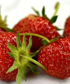 Strawberry Plant - Old North Sea Strawberry - Heirloom Sweet Strawberry - Strawberry Plants Live For Planting - Fruit Trees