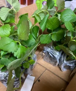 Strawberry Plant - Old North Sea Strawberry - Heirloom Sweet Strawberry - Strawberry Plants Live For Planting - Fruit Trees