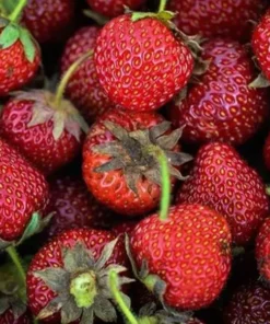 Strawberry Plant - Old North Sea Strawberry - Heirloom Sweet Strawberry - Strawberry Plants Live For Planting - Fruit Trees