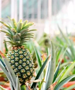 Sugar Loaf Pineapple Plant - Live Tropical Fruit Plant