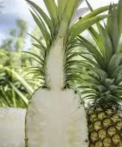 Sugar Loaf Pineapple Plant - Live Tropical Fruit Plant