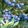 Sunshine Blue Blueberry Plant - Southern Highbush Vaccinium